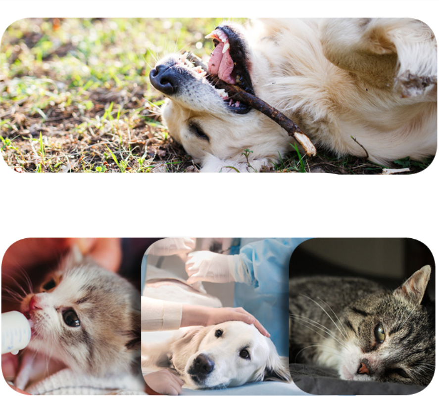 Pet cleaning - Pet Deodorant Cleaning Wipes