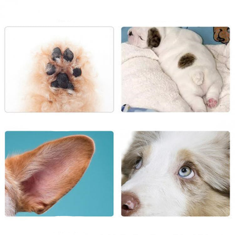 Pet Grooming Supplies - Rechargeable Pet Grooming Hair Trimmer with Scissor