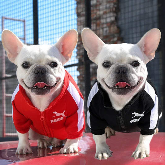 Two French Bulldogs wearing Puma hoodies on a red surface.