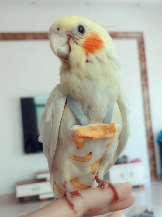 Cockatiel parrot perched on a hand with a blurred indoor background