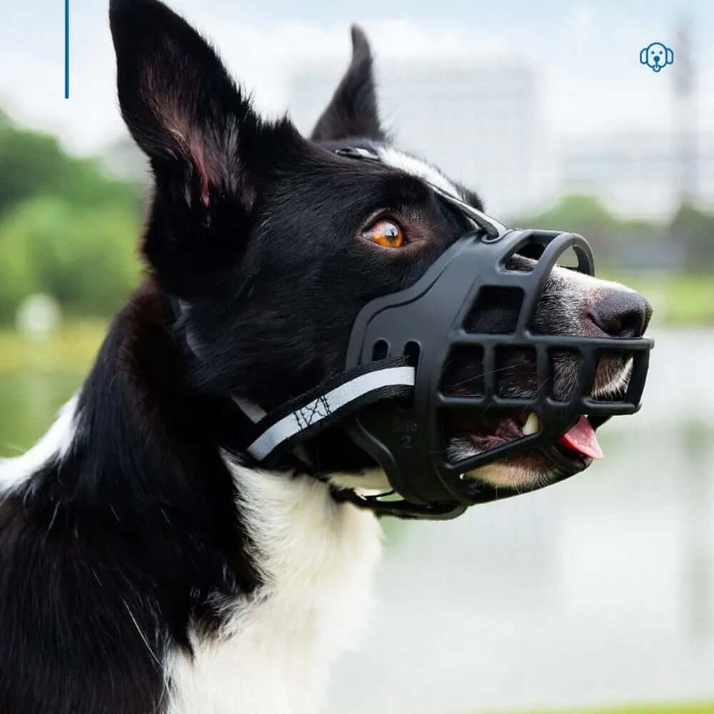 Dog wearing a black muzzle with a blurred outdoor background