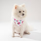 Small white dog wearing a colorful bandana on a light gray background