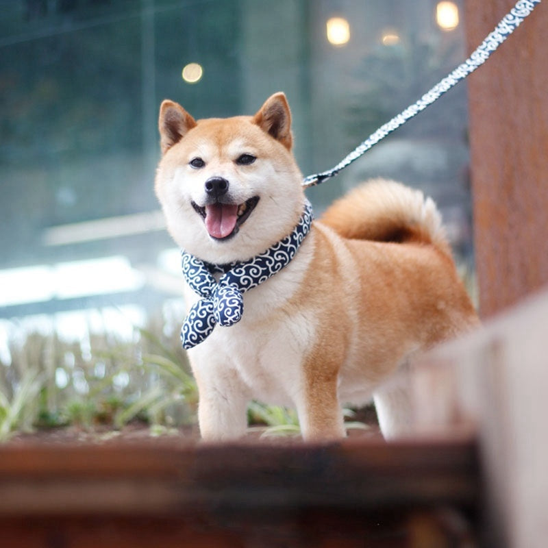 Happy Shiba Inu dog on a leash with a blurred background