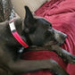 Dog with a red collar lying on a red blanket