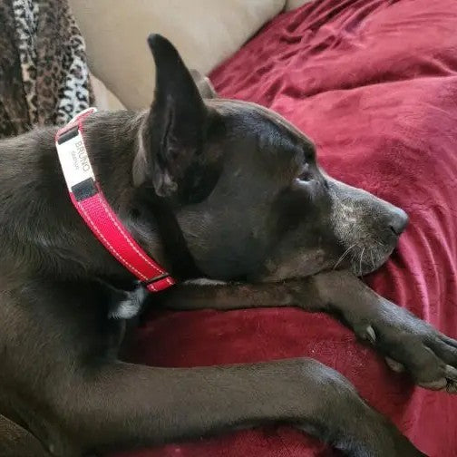 Dog with a red collar lying on a red blanket