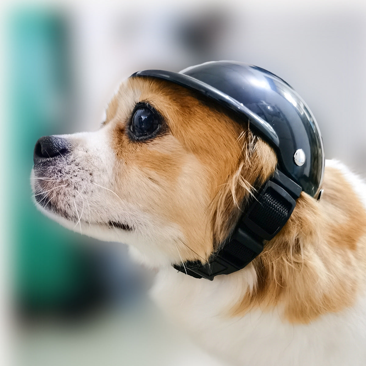 Casque pour animaux de compagnie, nouveau casque de moto, accessoires pour chiens et chats