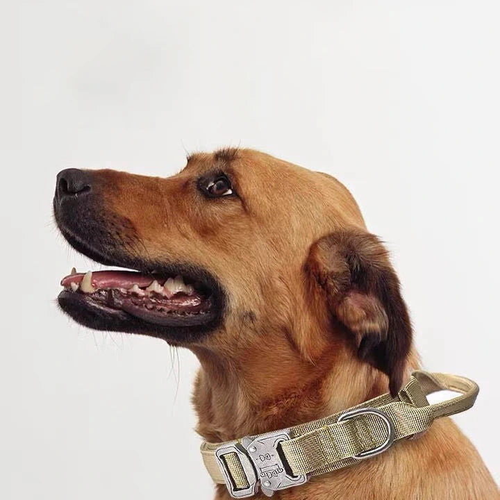 Dog wearing a tactical collar on a white background