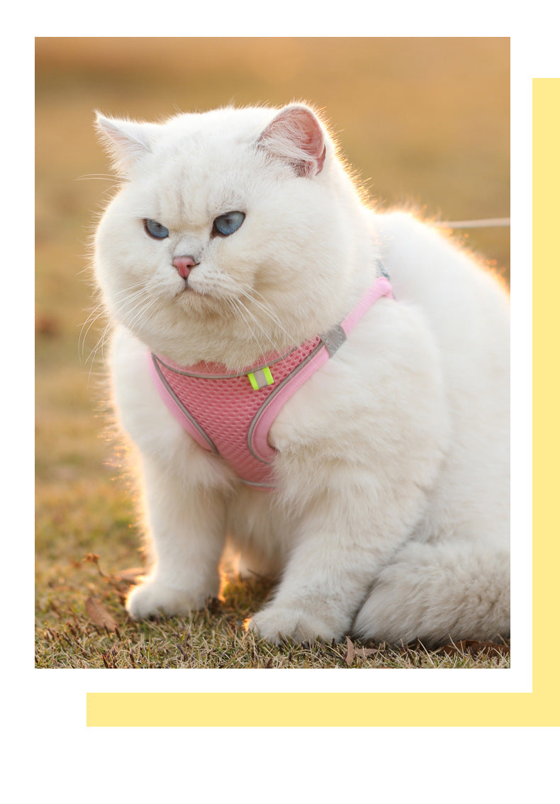 White cat wearing a pink harness on a grassy background