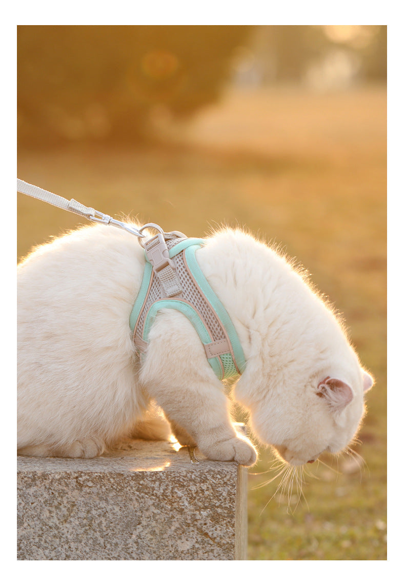 White cat wearing a harness on a leash with a blurred outdoor background