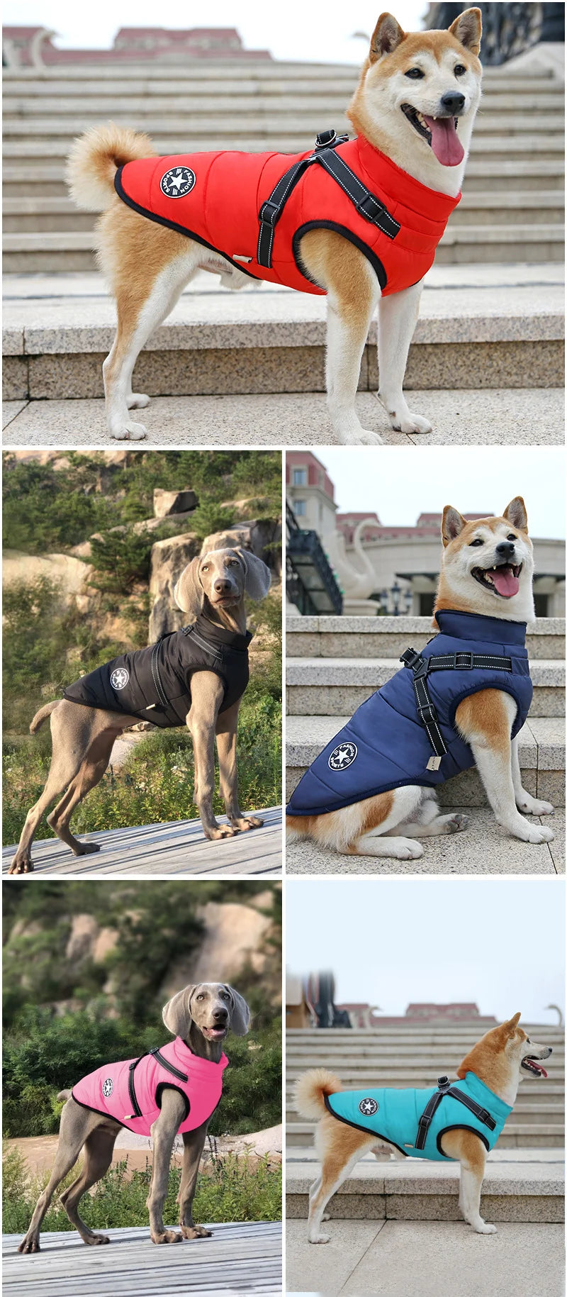 Collage of dogs wearing colorful life vests in various outdoor settings.