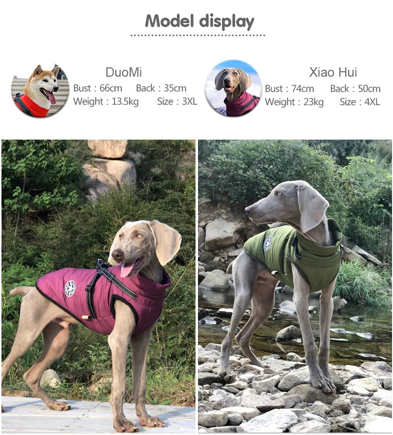 Two dogs wearing dog coats in outdoor settings with size and weight information displayed.