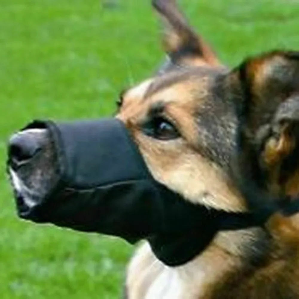 Dog wearing a black muzzle on a grassy background