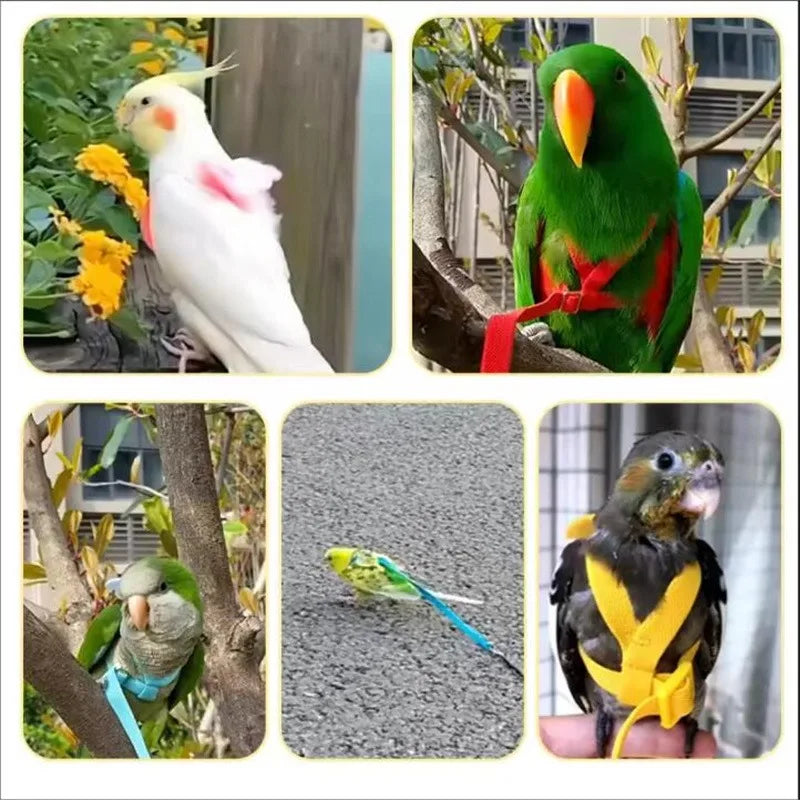 Collage of various parrots with colorful harnesses in different settings.