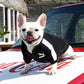 White dog wearing a black Puma sweatshirt on a car hood
