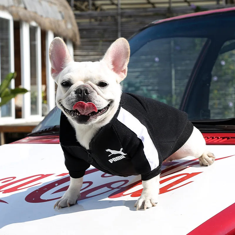 White dog wearing a black Puma sweatshirt on a car hood