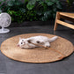 White cat playing with a toy on a round woven mat in a room with plants and a fan.