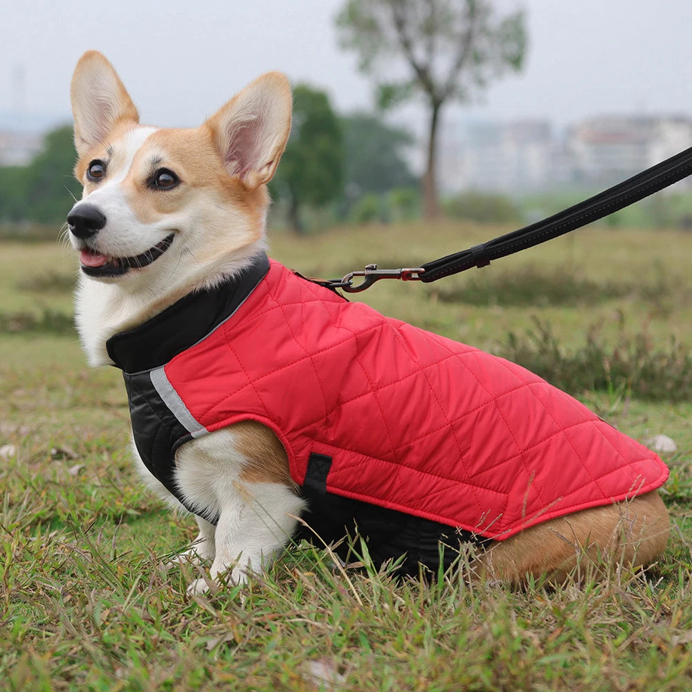 Dog wearing a red and black puffer vest sitting on grass