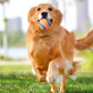 Dog running on grass with a ball in its mouth