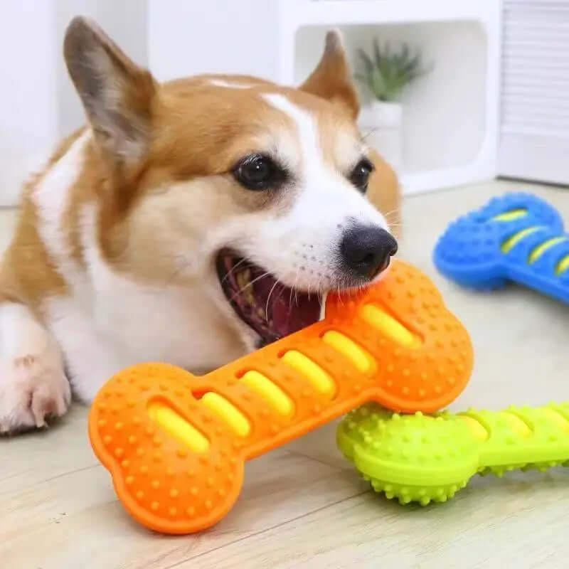 Dog playing with an orange and green bone-shaped toy on a wooden floor.