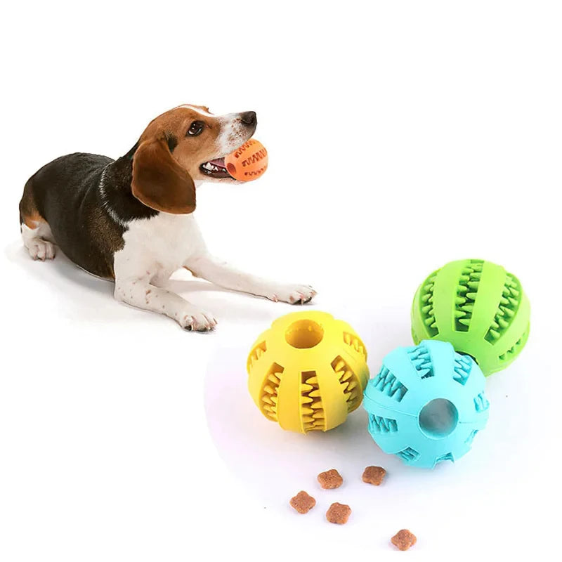 Dog playing with a ball toy on a white background
