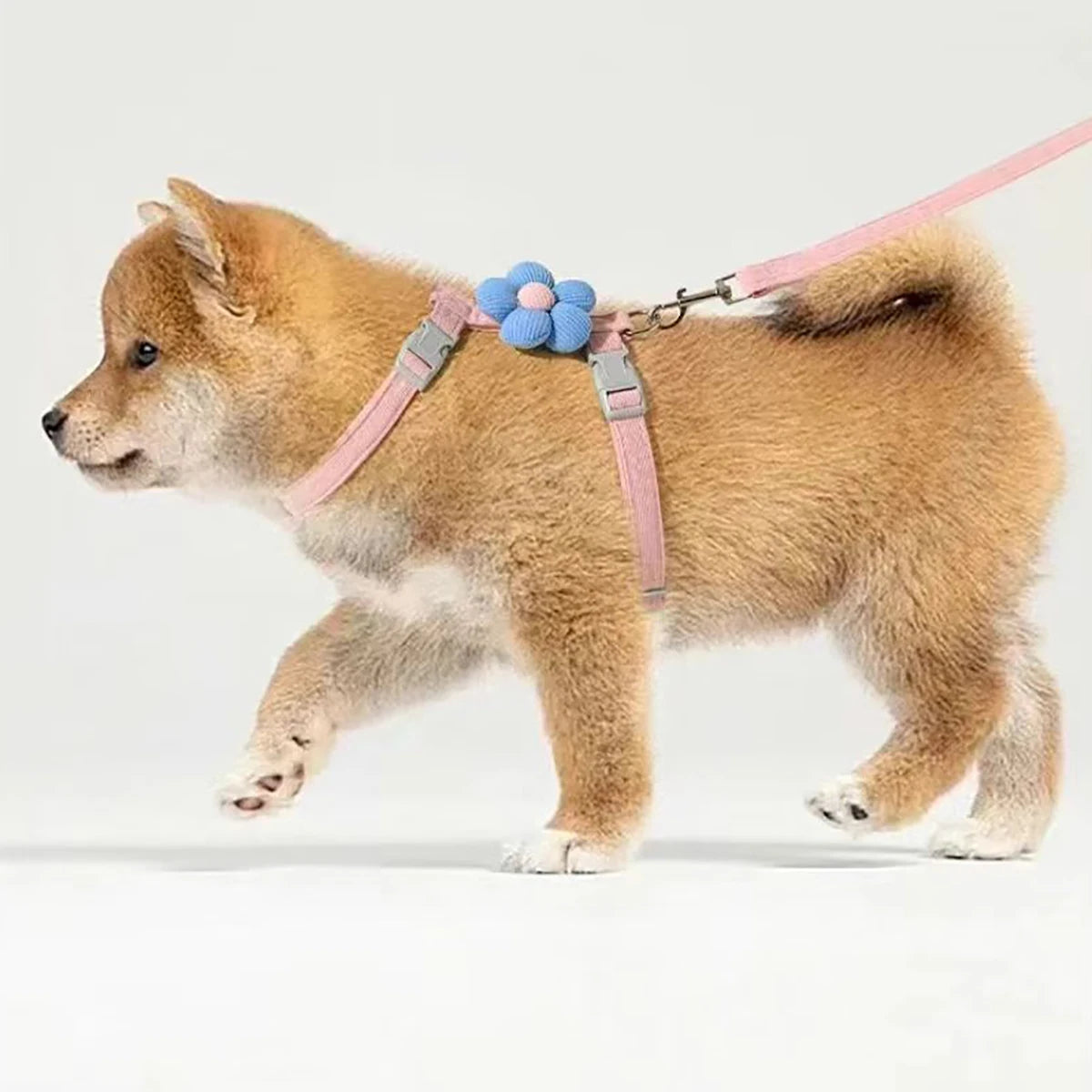 Dog wearing a pink harness with a blue flower accessory on a white background