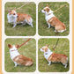 Four quadrants showing a corgi on a leash in different poses on grass.