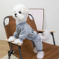Small white dog wearing a gray outfit sitting on a brown chair.