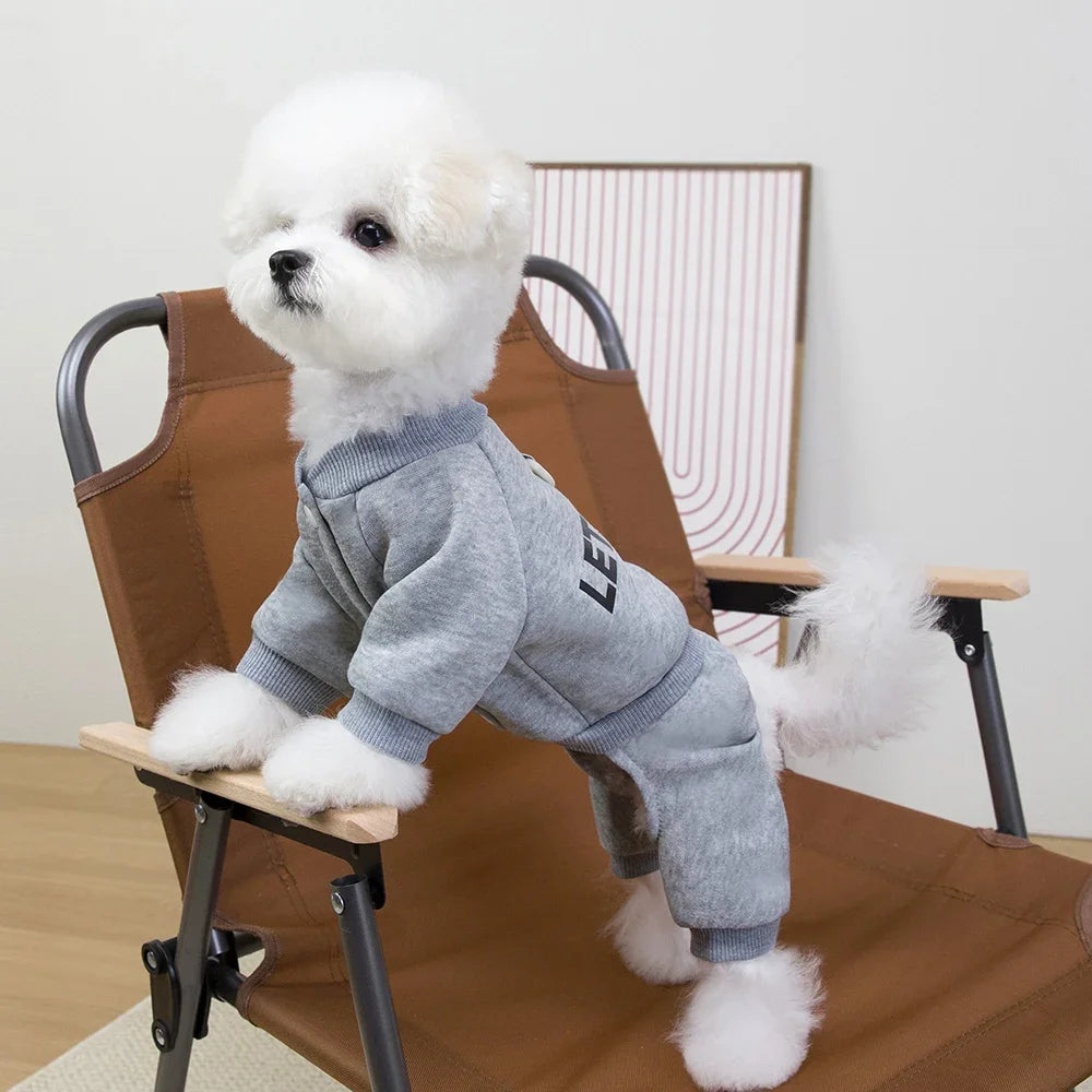 Small white dog wearing a gray outfit sitting on a brown chair.