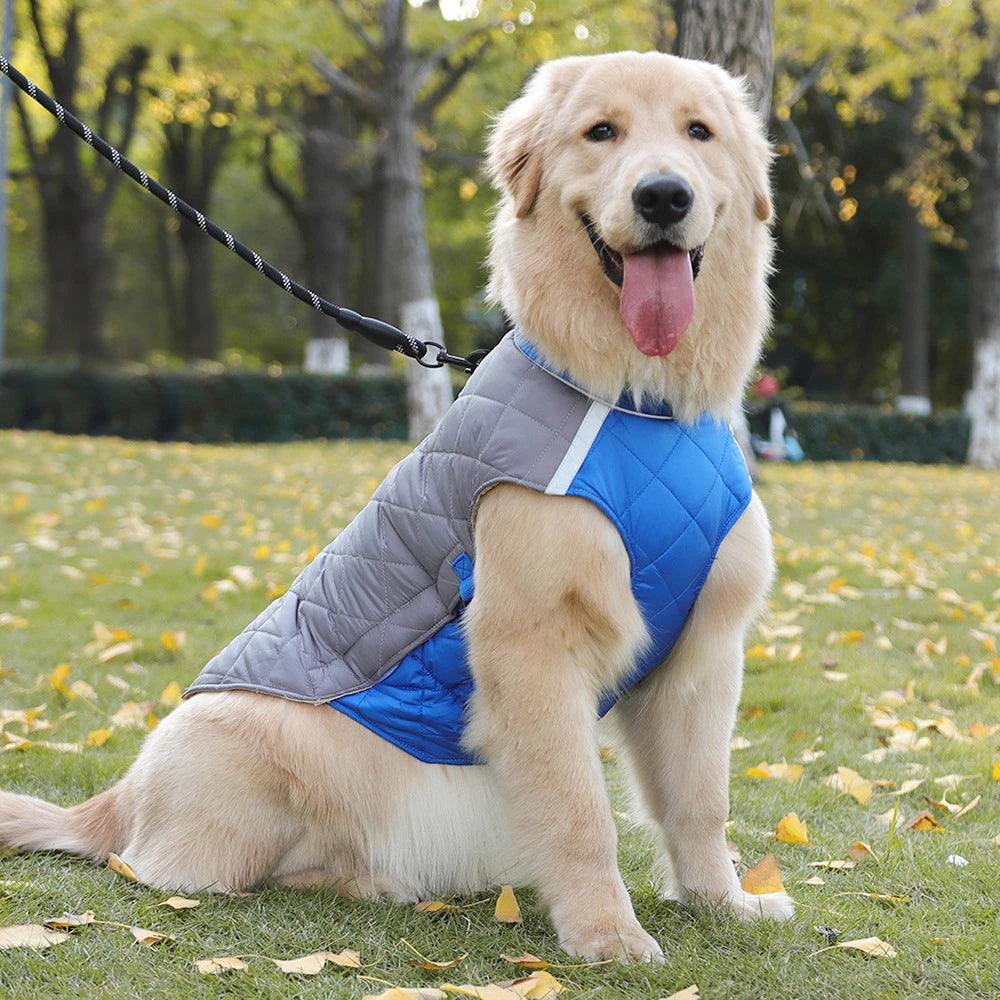 Dog wearing a blue and gray jacket sitting on grass with trees in the background