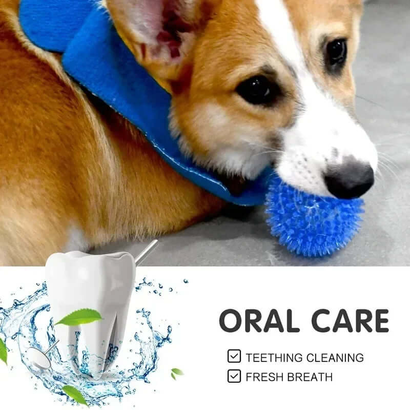 Dog wearing a blue cone collar with a blue ball, accompanied by text about oral care products.