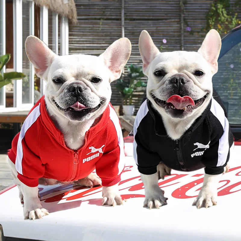 Two French Bulldogs wearing Puma jackets on a car roof.