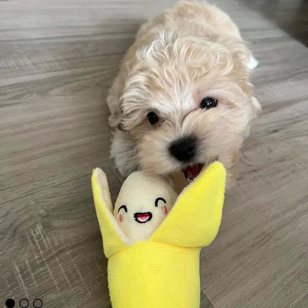 Small dog holding a plush banana toy with a face on a wooden floor.