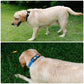Two images of a dog wearing different collars on grass