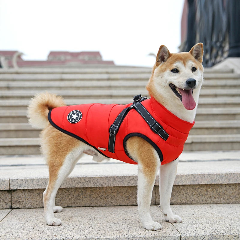 Dog wearing a red puffer vest standing on steps
