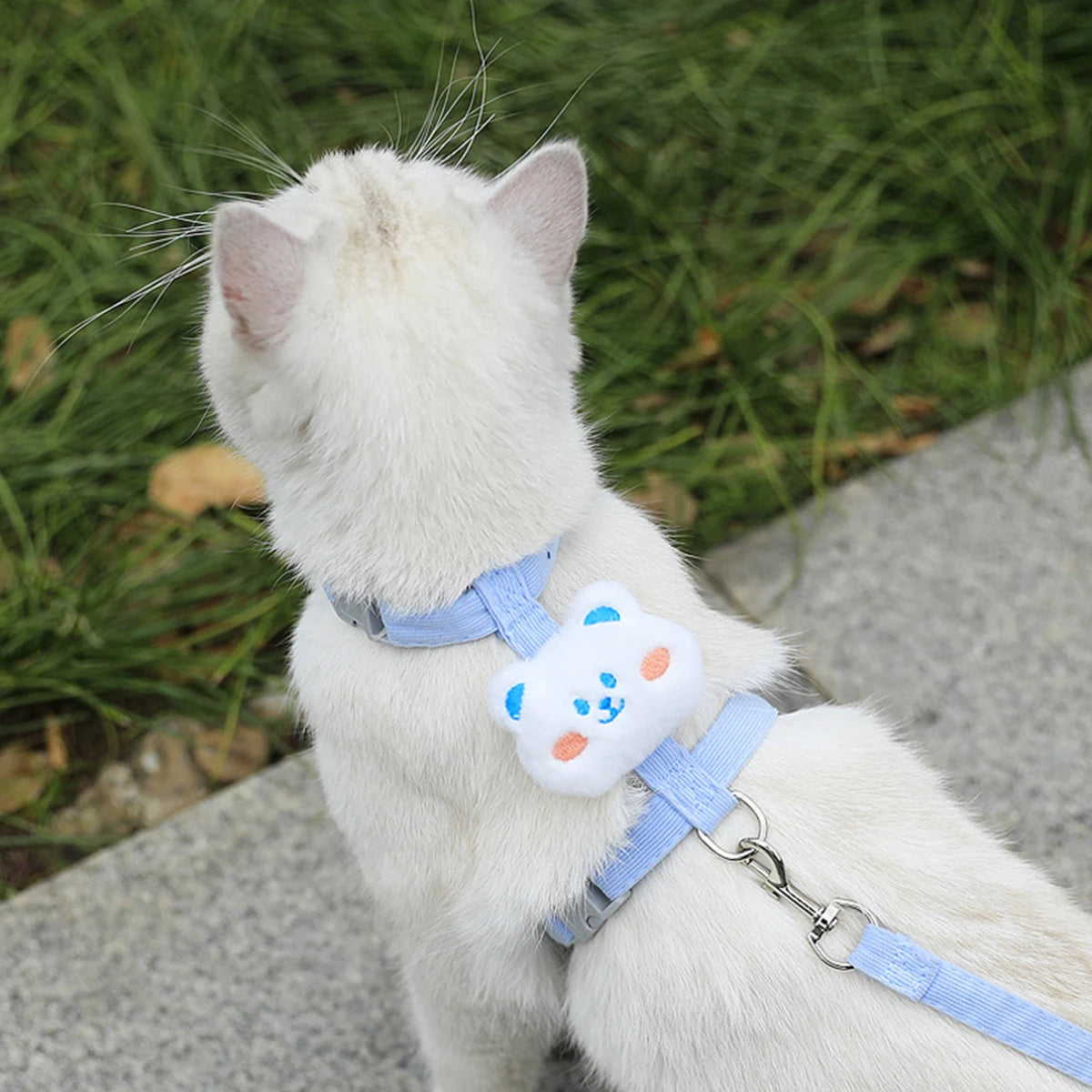 White cat wearing a blue harness with a cloud-shaped tag outdoors on grass.