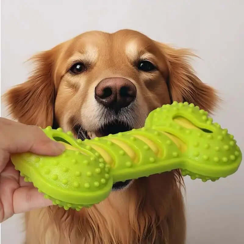 Dog holding a green bone-shaped chew toy with a plain background