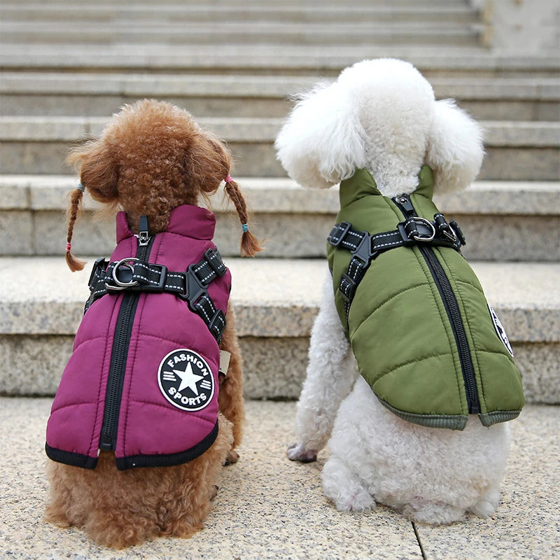 Two dogs wearing puffer vests, one purple and one green, standing on a stone surface with steps in the background.