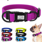 Purple dog collar with a brand logo, displayed on a white background with a small dog wearing it.