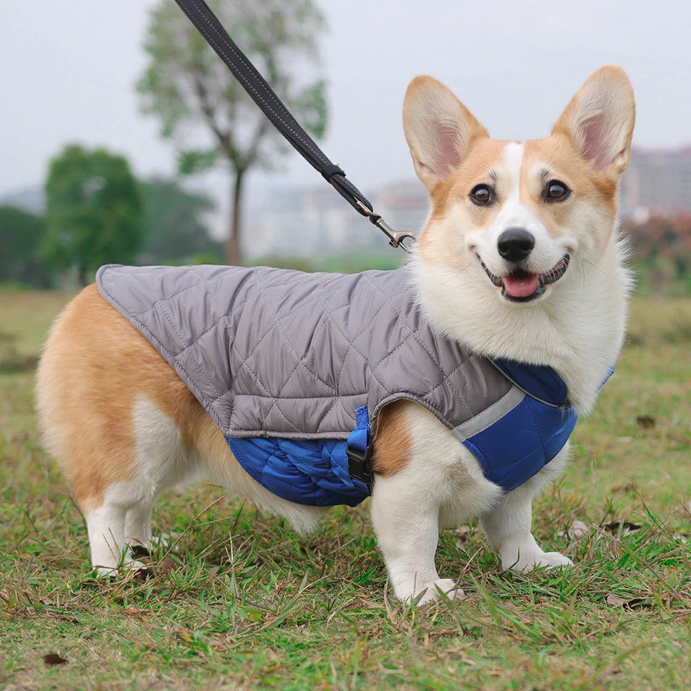 Dog wearing a gray and blue coat standing on grass