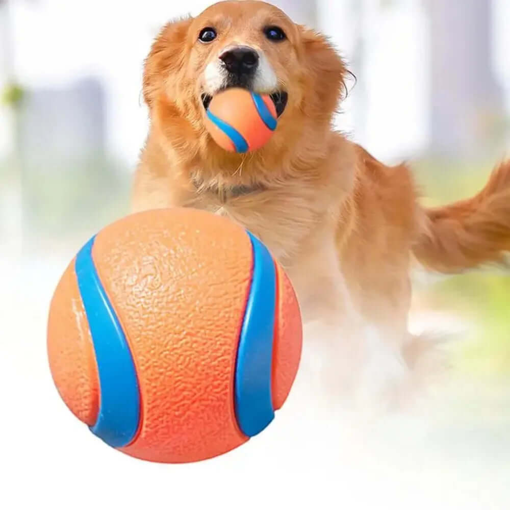 Dog playing with an orange and blue ball outdoors