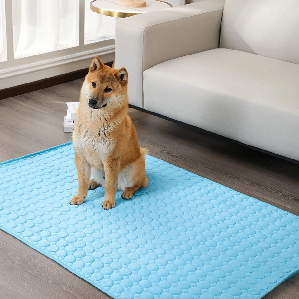 Dog sitting on a blue cooling mat in a living room.