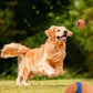 Dog playing with a ball in a grassy area