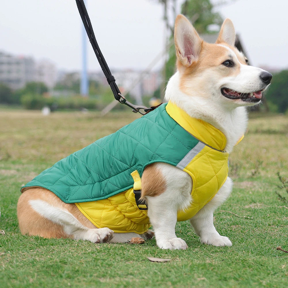 Dog wearing a green and yellow jacket sitting on grass with a blurred background