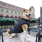 Dog wearing a black coat sitting on a table with a building in the background