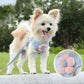 Dog wearing a light blue harness with a pink flower design, standing outdoors.