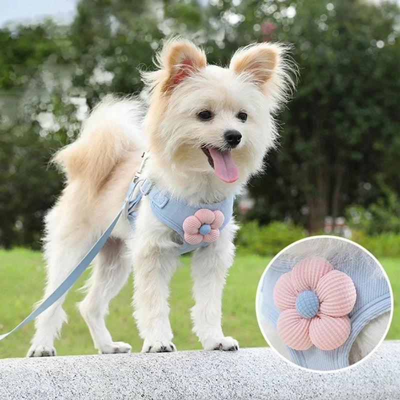 Dog wearing a light blue harness with a pink flower design, standing outdoors.