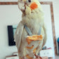 Cockatiel parrot perched on a hand with a blurred indoor background
