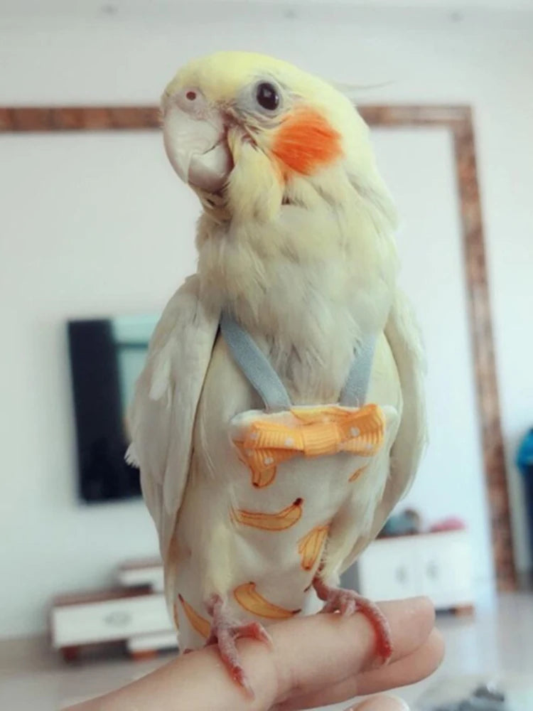Cockatiel parrot perched on a hand with a blurred indoor background