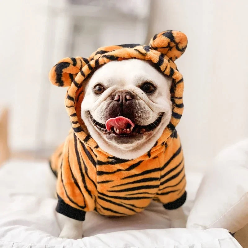 Dog wearing a tiger costume on a white background