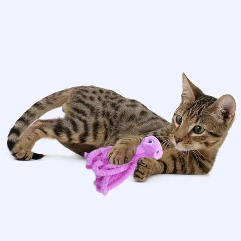 Cat playing with a pink toy on a white background
